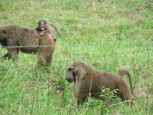 Baboons