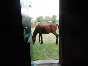 random horse grazing outside of our room
