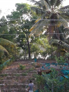 Tulasi garden backyard