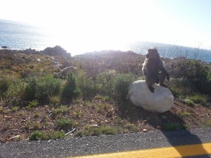 monkey