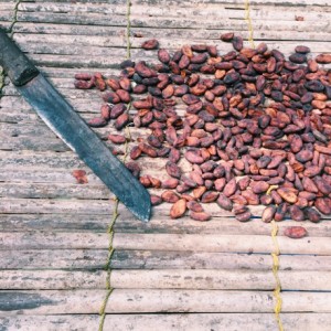 Dried and fermented cocoa beans