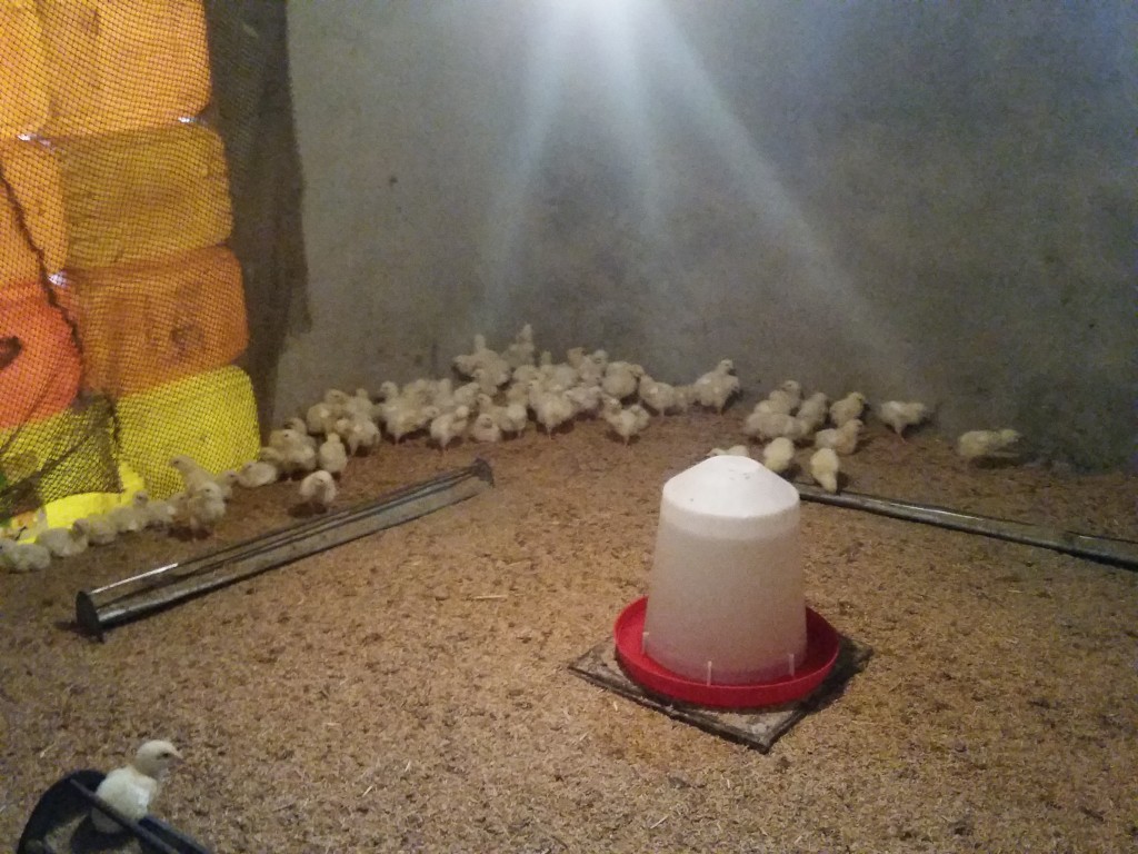 Une bénéficiaire a acheté des poussins avec le prêt/A beneficiary bought some chicks with the loan