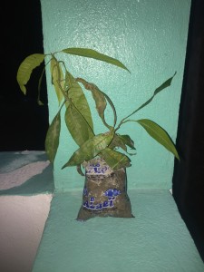 My first mango tree! 