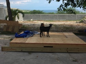 These trapped goats provided comic relief on a tiring day. Note to self: next time goats get stuck in the compound don't use a mop to shoo them out
