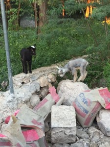 The simple joys of driving up on two baby goats frolicking amongst the cement! 
