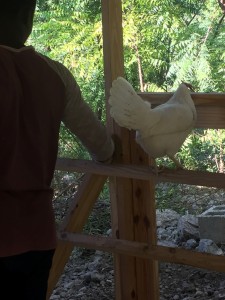 Inquiring minds want to know...a layer checking out Jerry's work as he helps me make improvements to the coop