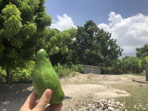 A single avocado from a 6 year old--the sweetest gift!