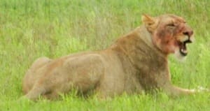 Mpumalanga: A weekend in the African bush pt. 2