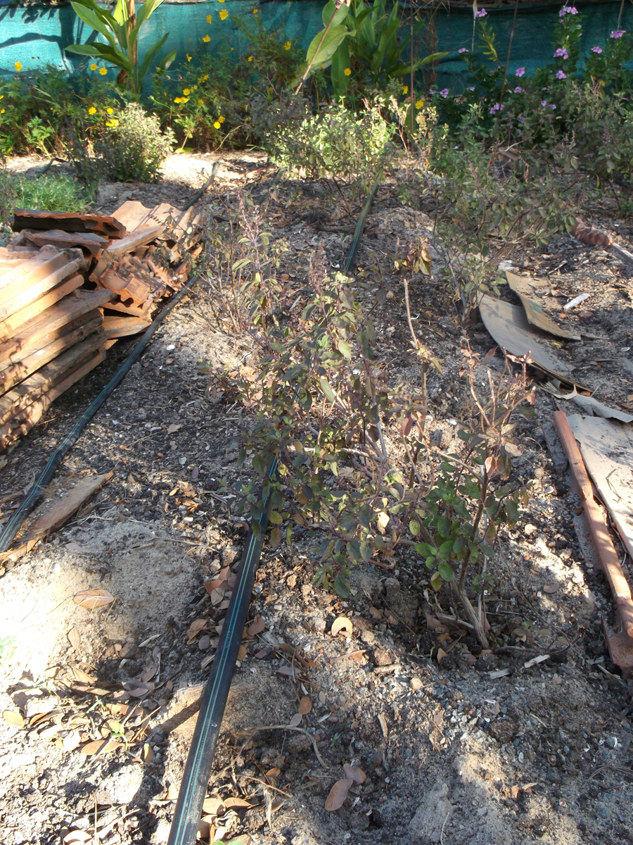 Gardening, part 4: soil experiment