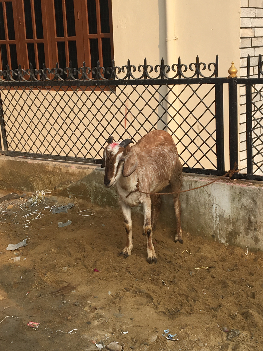 Happy Dashain ❣️