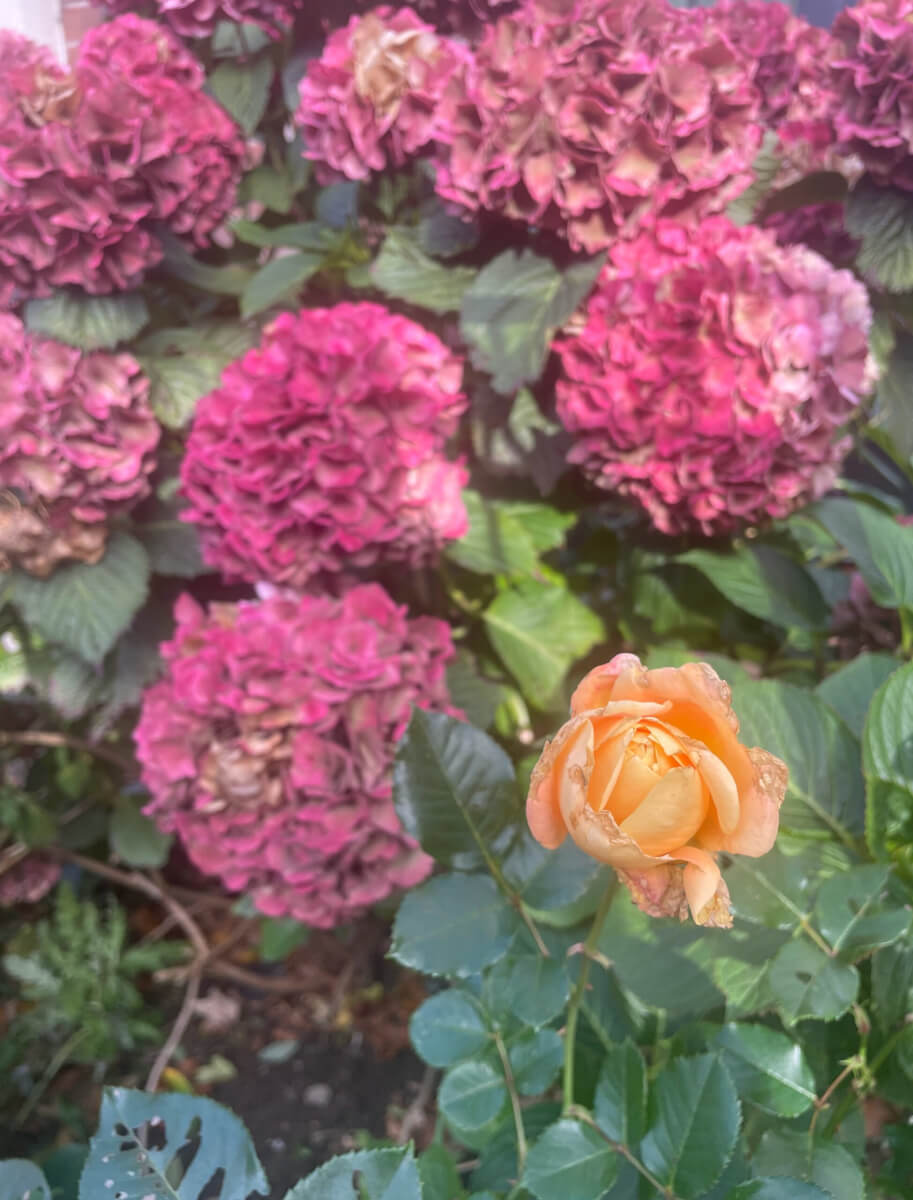 Wordless Connections