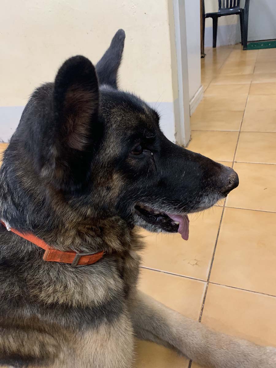 A chicken in the house