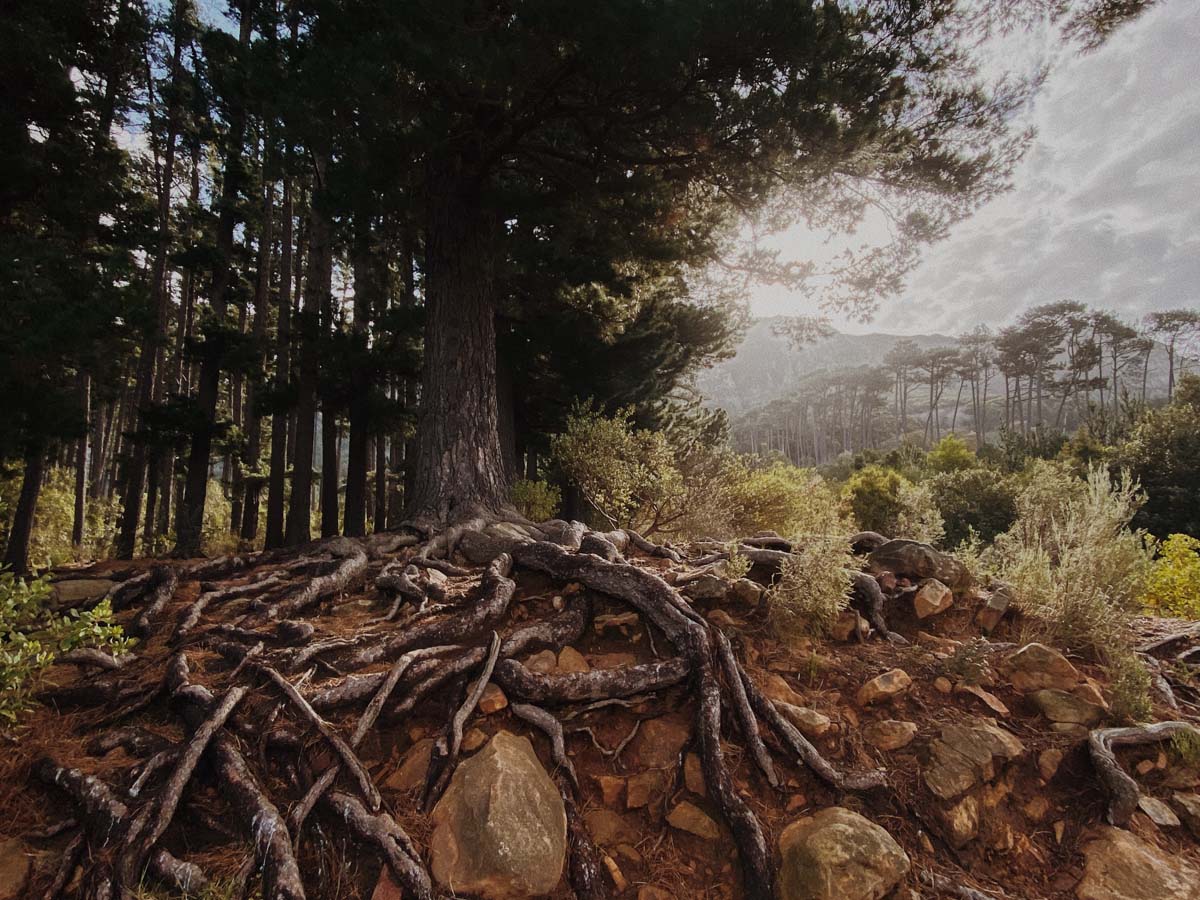 Terminations, Transitions, and Transparency