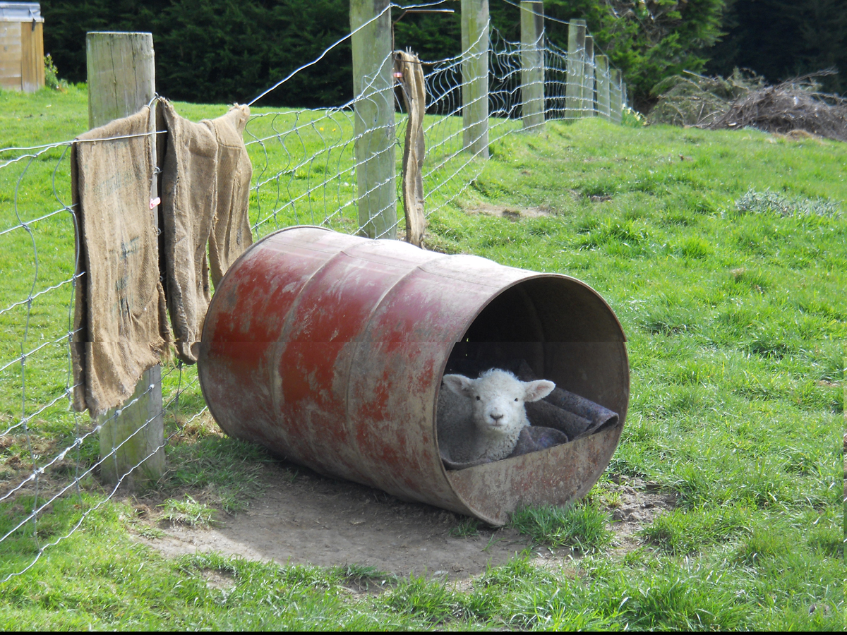 Lovely Non-Humanoids