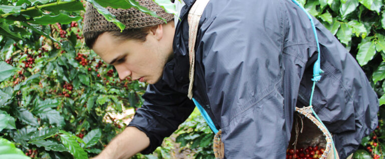 A man works to harvest coffee