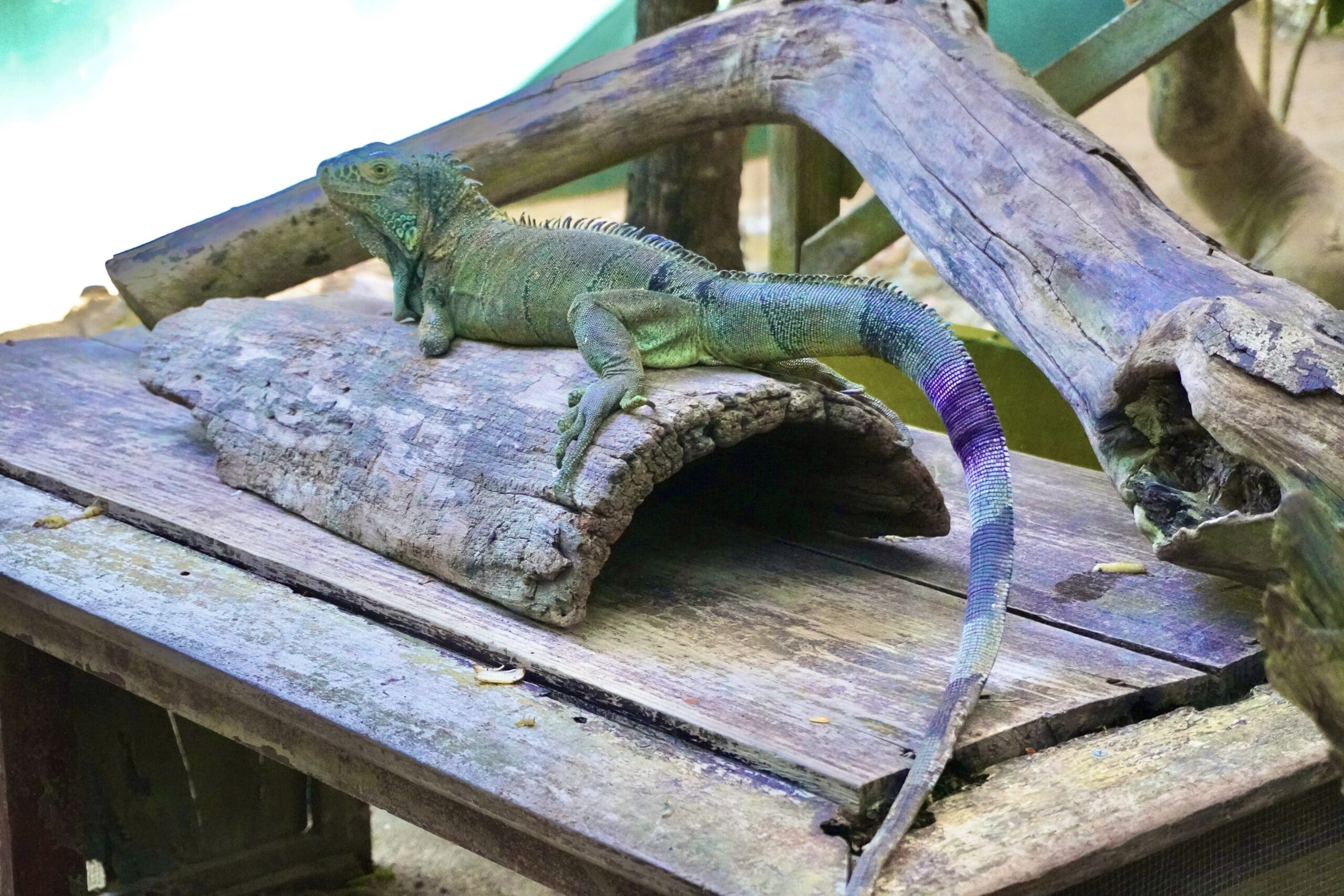 Week 8 and 9 – Complexities of Healthcare