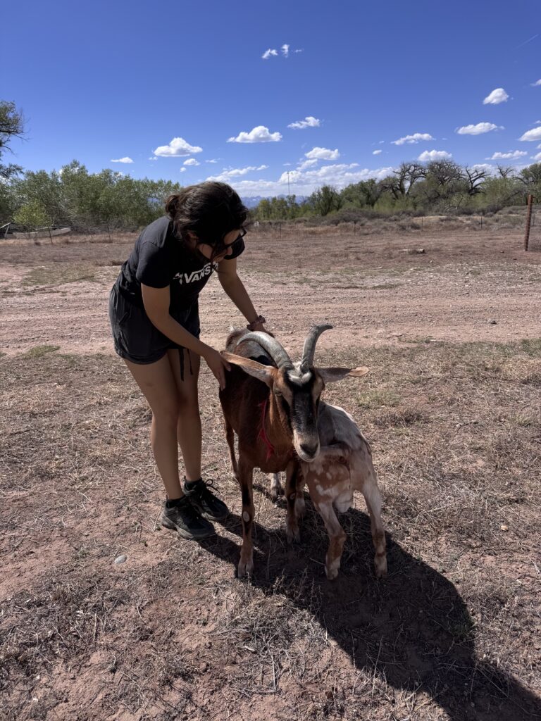 Here I am with two of the goats on the farm! The spotted baby is Rio- he had quite an attitude and loved to butt people! The brown mom, Arugula, was an angel as long as you were scratching her! When you stopped, you'd have to distract her with food, otherwise she might butt you too!