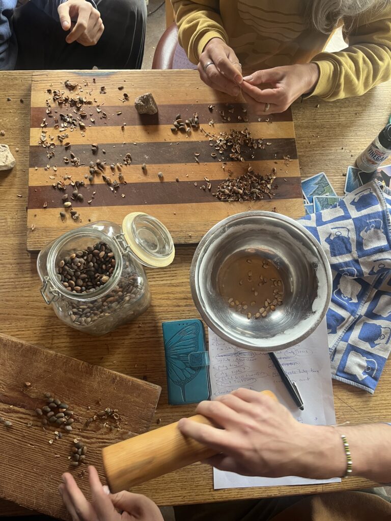 This morning, we broke the shells off of pine nuts that were harvested on the property. We ground them and dried blue corn kernels to make pancakes for breakfast!