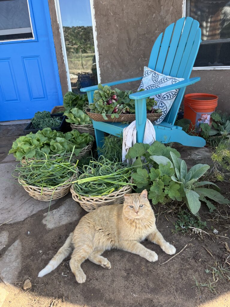 Raul the sweet orange farm cat at Shii Koeii, bravely guarding our harvest before we take it to the farmers market. That week, we brought garlic scapes, radishes, kale, spinach, lettuce heads, and more!